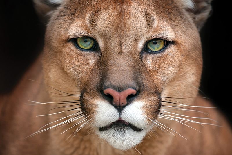 Cougar